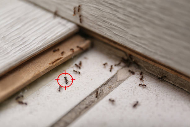 Flea Control Services in Thomaston, NY