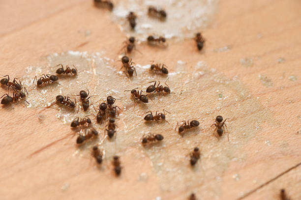 Best Affordable Pest Control Services  in Thomaston, NY
