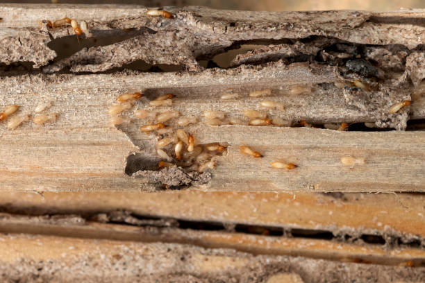 Insect Control in Thomaston, NY